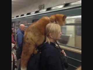 just a girl riding in the moscow metro with a fox on her shoulder. nothing unusual.