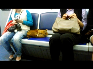 fox and metro