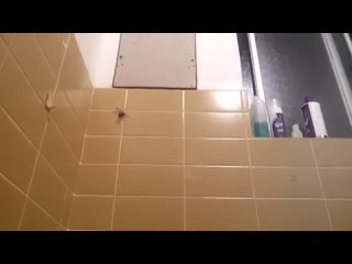 spider in the bathroom