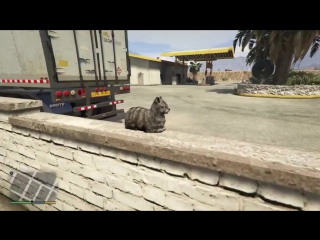 scared a cat in gta v