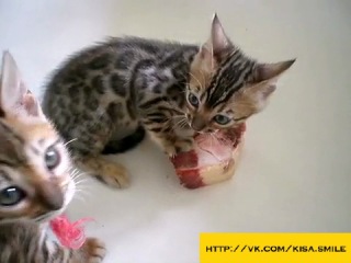 so small and so greedy ==kisa smile== cool photos and videos with cats